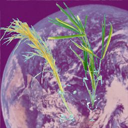 �n�[�h�E�L�[�����摜